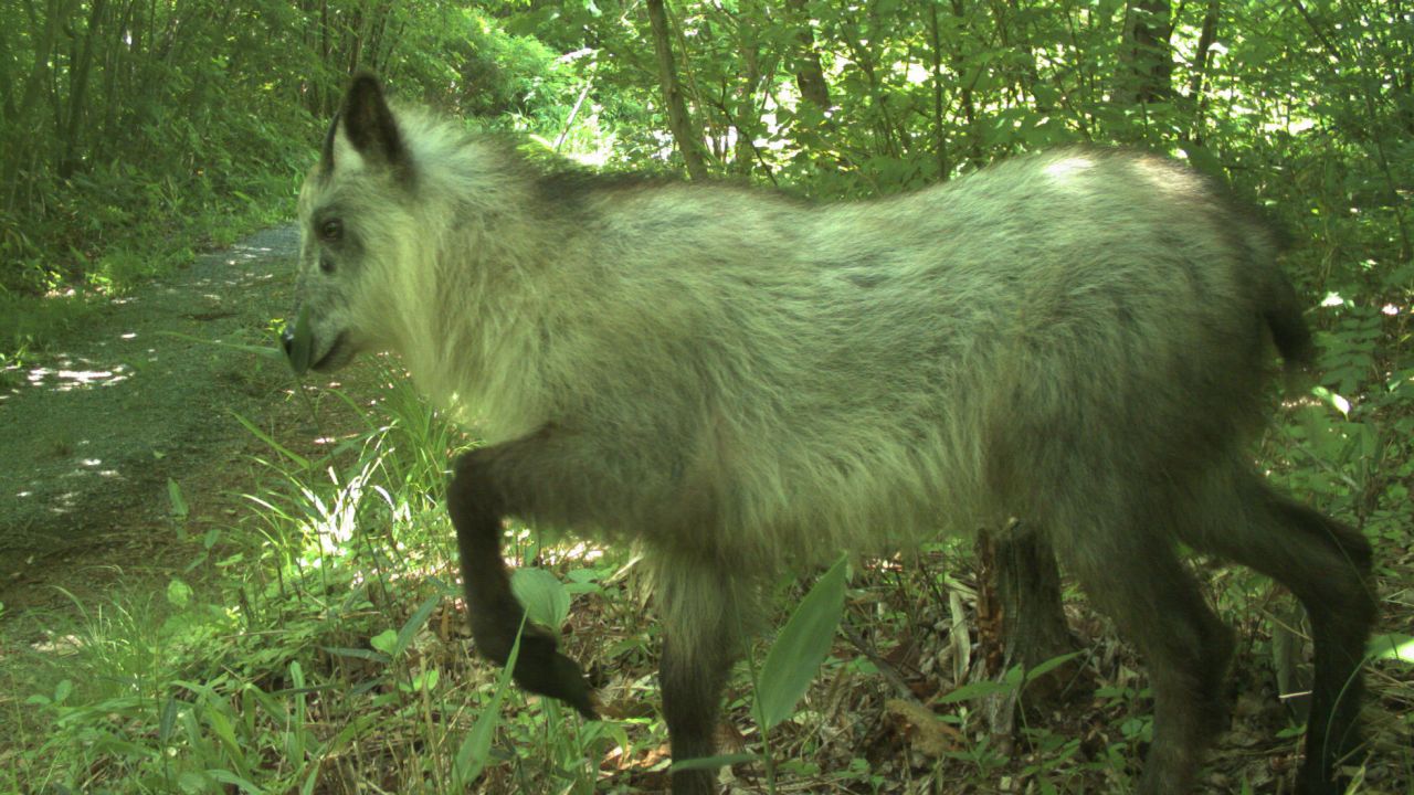 A Japanese serow explores the area. 