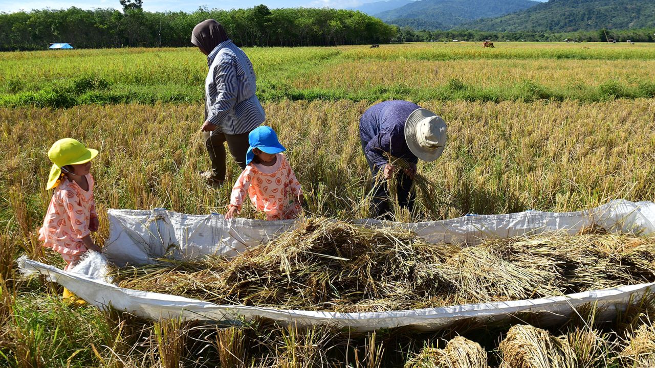 Farmers and children harvest rice in a field in the southern Thai province of Narathiwat on March 27.