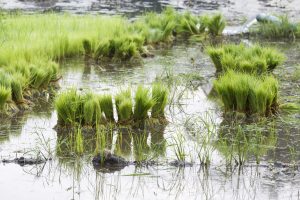 What India’s Rice Export Ban Means for Southeast Asia What India’s Rice Export Ban Means for Southeast Asia