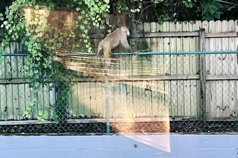 Wild monkey sighting in Florida prompts warning from officials
