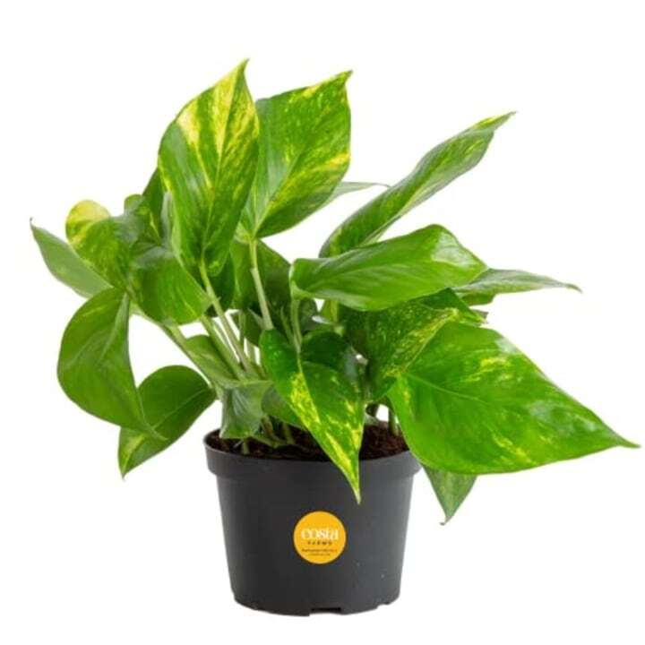 Costa Farms Golden Pothos Plant