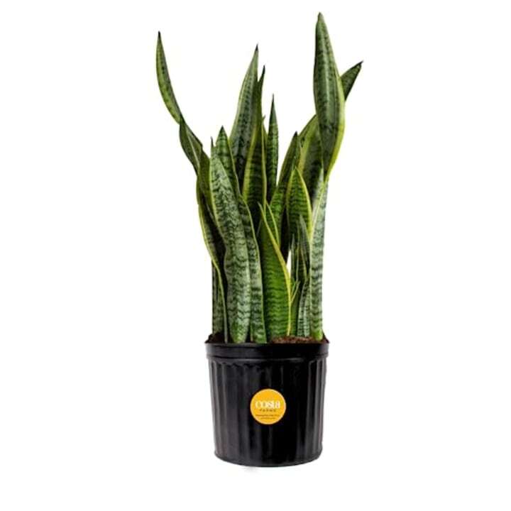 Snake Plant