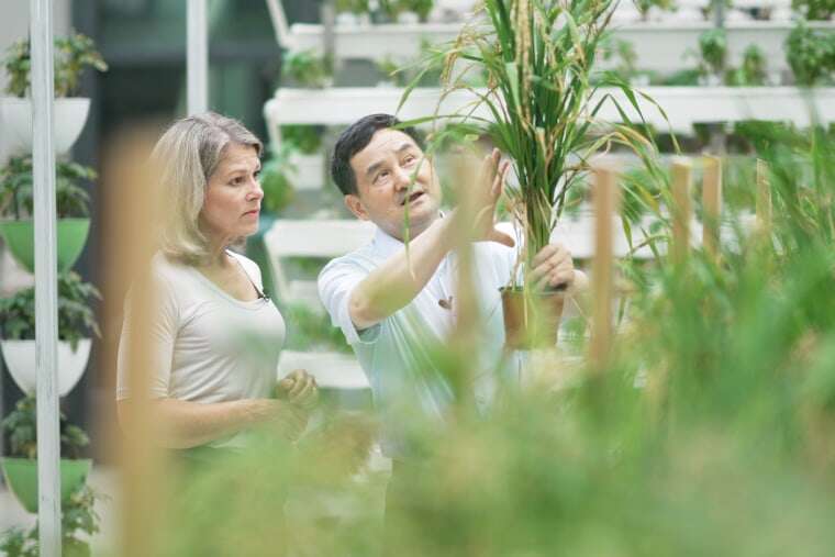 China Food Production