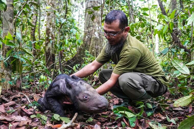 Image: Veterinarian Zulfi Arsan tends to a newly born Sumatran rhino calf 
