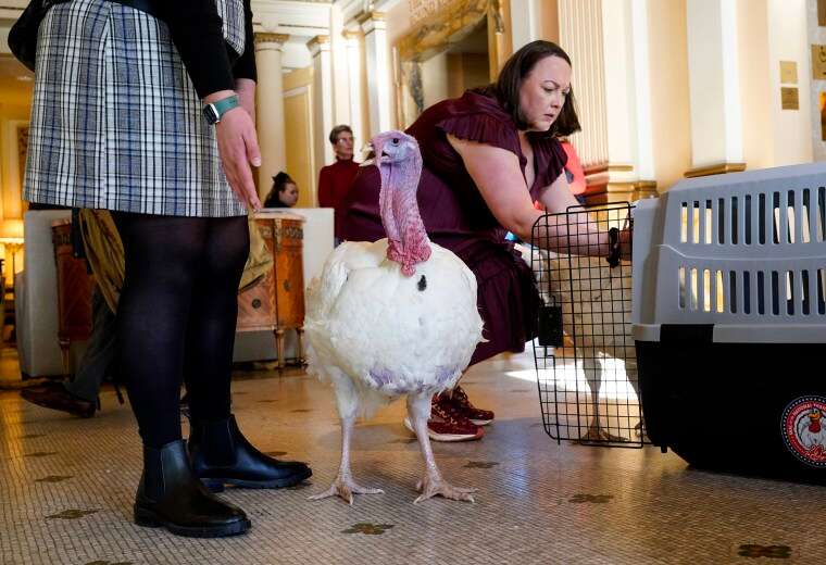 Two turkeys, named Liberty and Bell, who will receive a Presidential Pardon at the White House ahead of Thanksgiving in a hotel lobby in Washington, D.C. on Nov. 19, 2023.