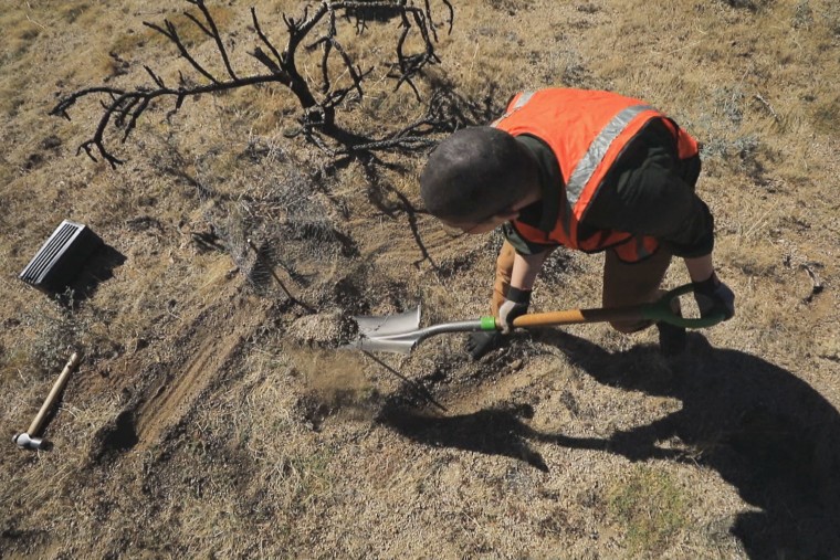 A volunteer plants Joshua trees in the Mojave desert.