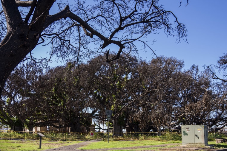 The area reopened Monday, Dec. 11, to residents and owners with entry passes.