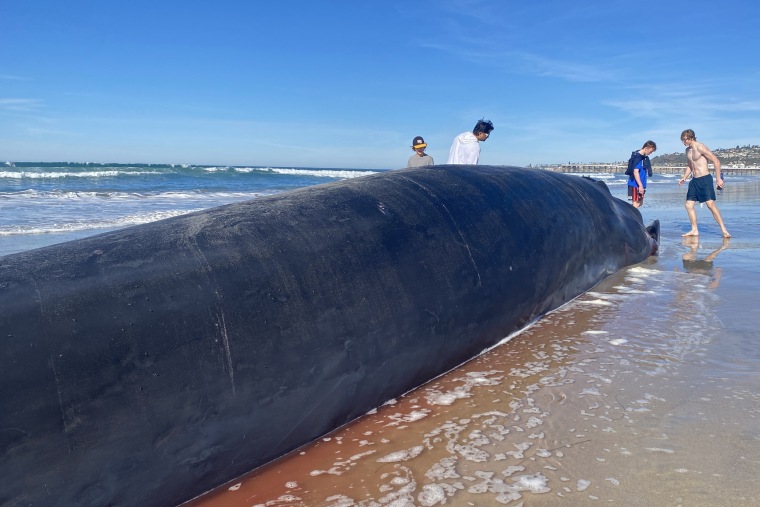 Image: A whale is shown on Pacific Beach