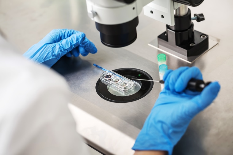 Image: A control check of the in vitro fertilization process.