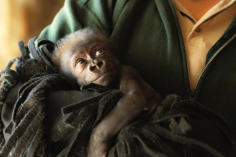 baby gorilla c-section