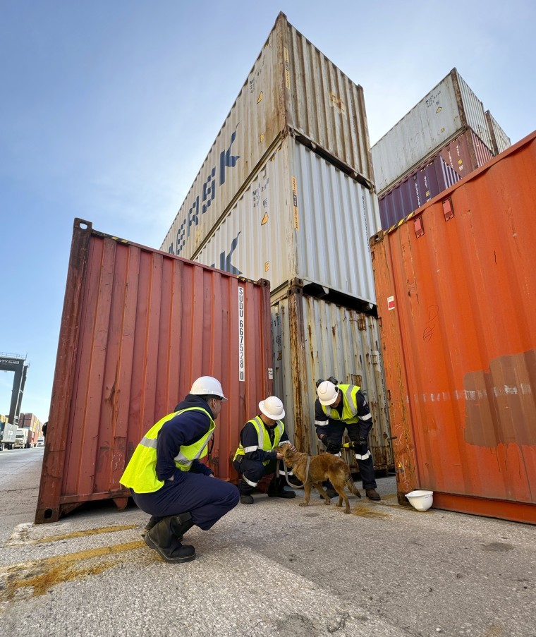Connie the dog after she was found Wednesday in a shipping container.