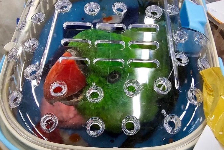 Thai customs seize red panda, snakes in checked-in baggage
