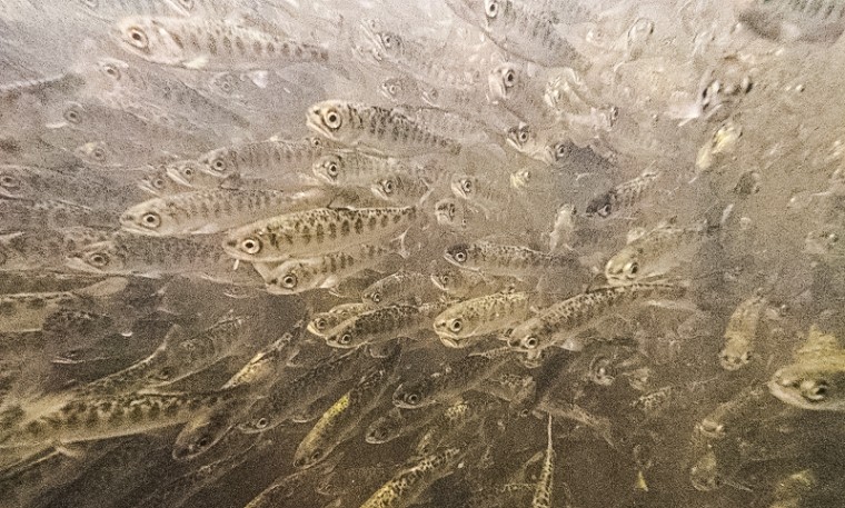 Juvenile Chinook salmon swim in a raceway at Iron Fish Gate Hatchery, Siskiyou County, Calif.,