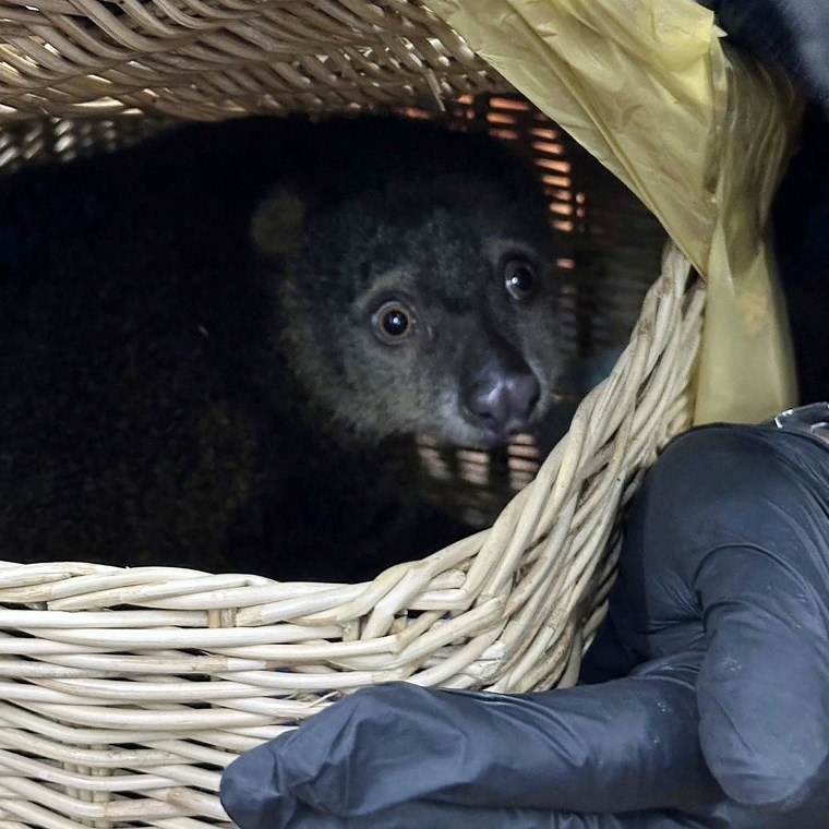Thai customs seize red panda, snakes in checked-in baggage