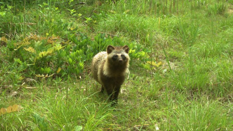 Wildlife flourishing in uninhabited areas around Fukushima | CNN