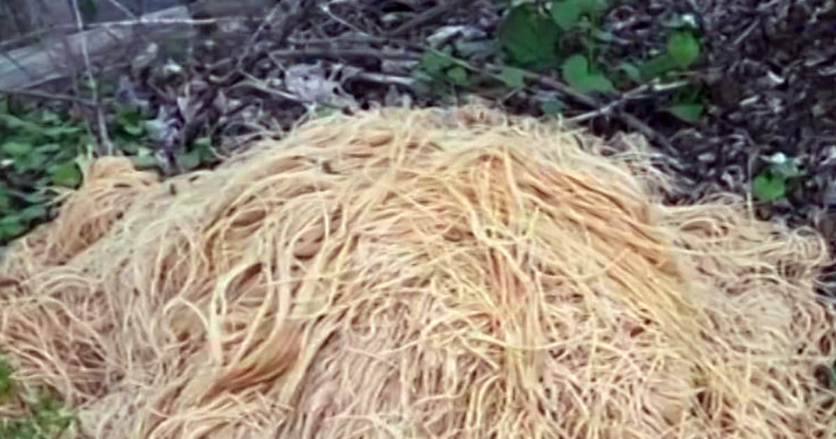 500 pounds of pasta mysteriously dumped in the woods of a New Jersey town