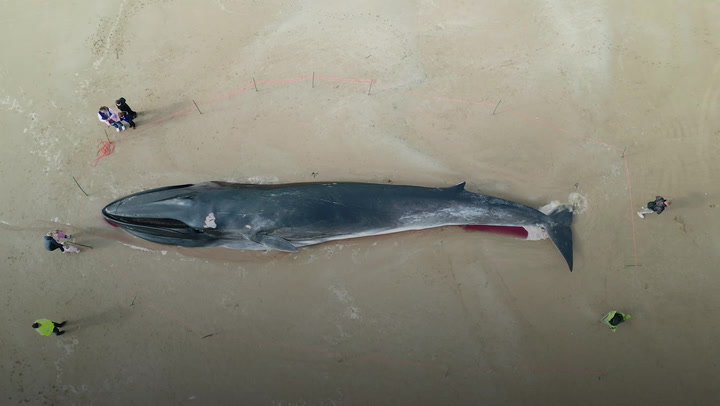 Massive whale dies on Yorkshire beach