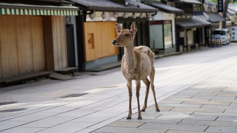 Japanese man invents 'edible' plastic bag alternative to save Nara's sacred deer | CNN