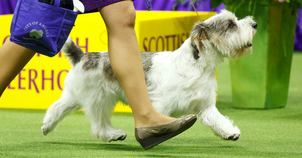 Buddy Holly, the petit basset griffon Vendéen, wins Westminster dog show