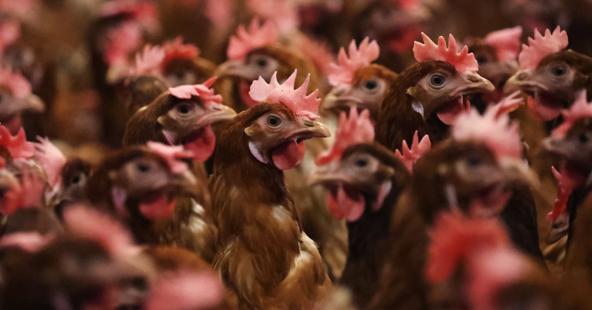 If bird flu starts to spread among people, existing vaccines may be inadequate