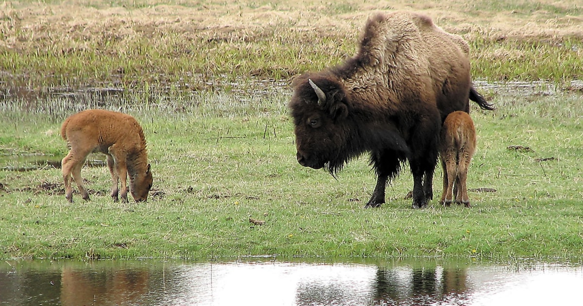 Baby bison killed after a Yellowstone visitor helped the animal and its herd rejected it