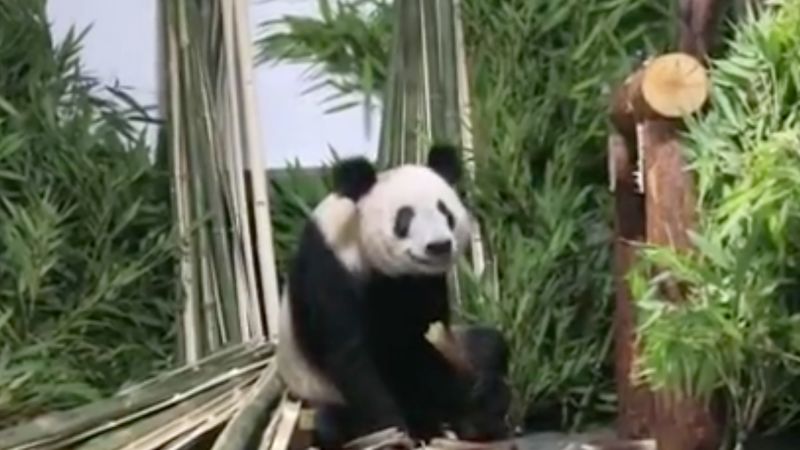 Giant panda Ya Ya's arrival at Beijing Zoo sparks fresh outpouring of online pride | CNN