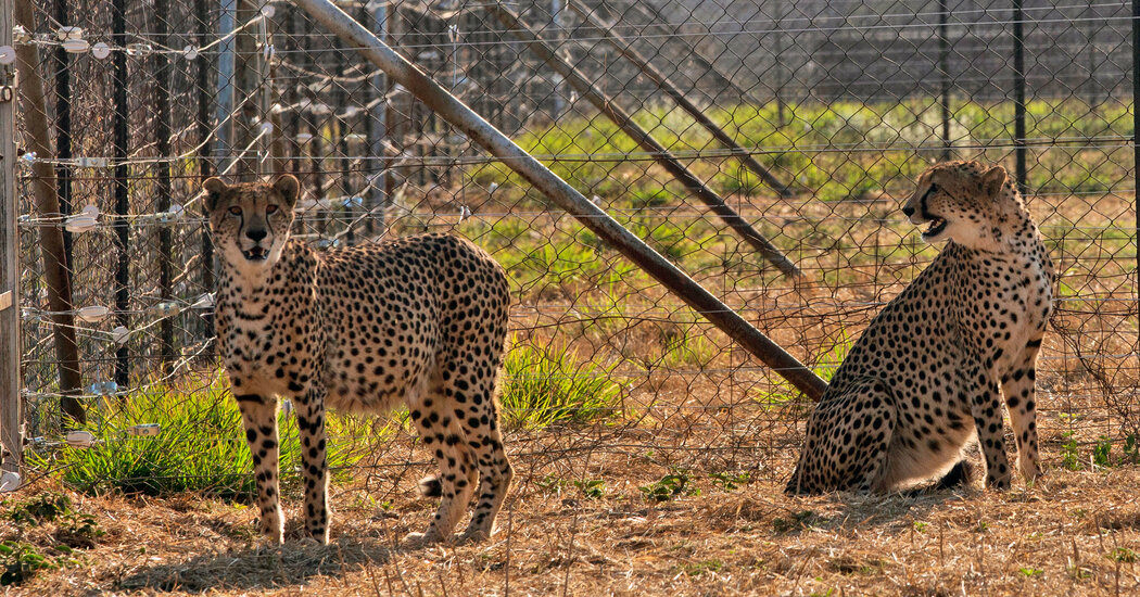 Cheetah Deaths in India Mar Reintroduction Efforts