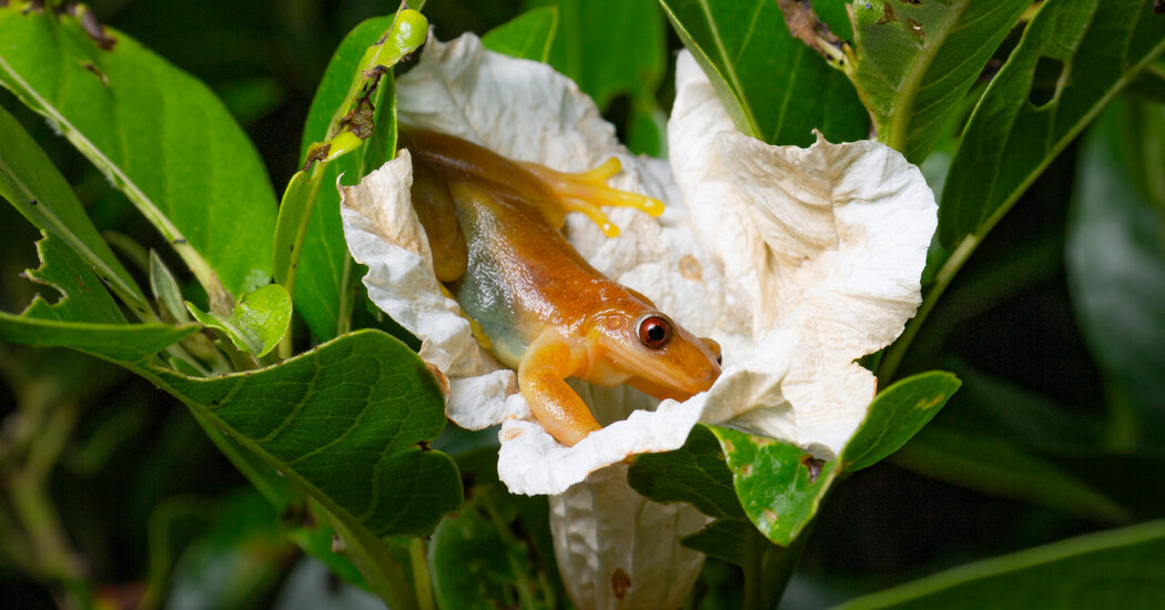 Fruitarian Frogs May Be Doing Flowers a Favor