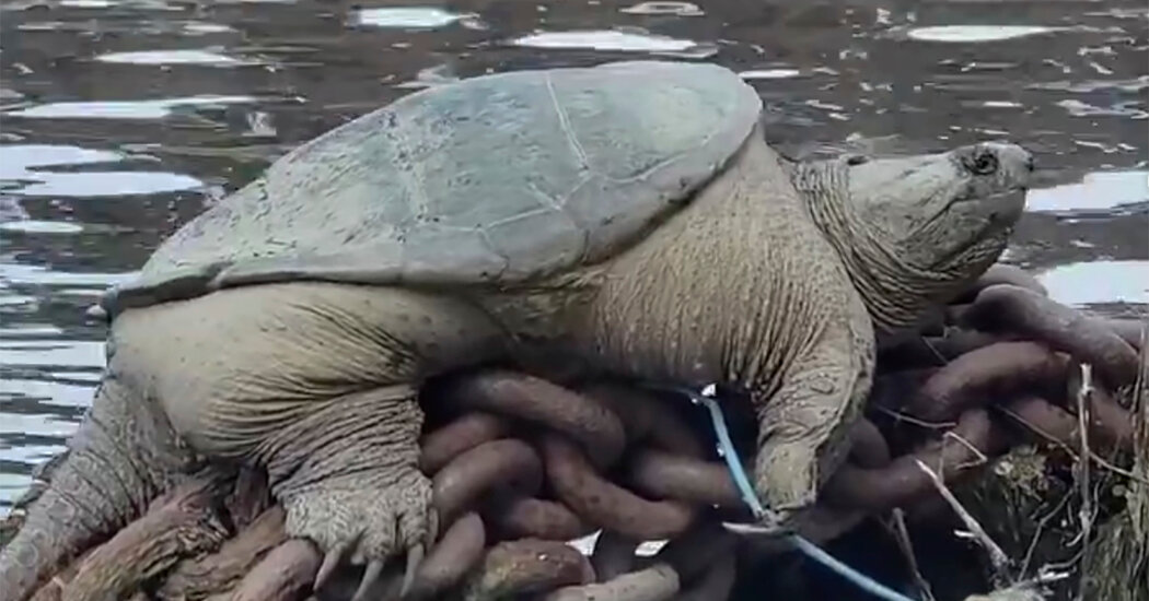 Meet ‘Chonkosaurus,’ the Thick Snapping Turtle Stealing Hearts