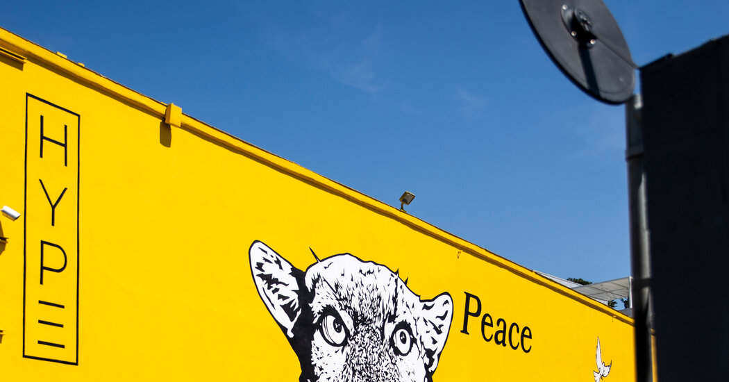 Why P-22 Is Still Everywhere in Los Angeles