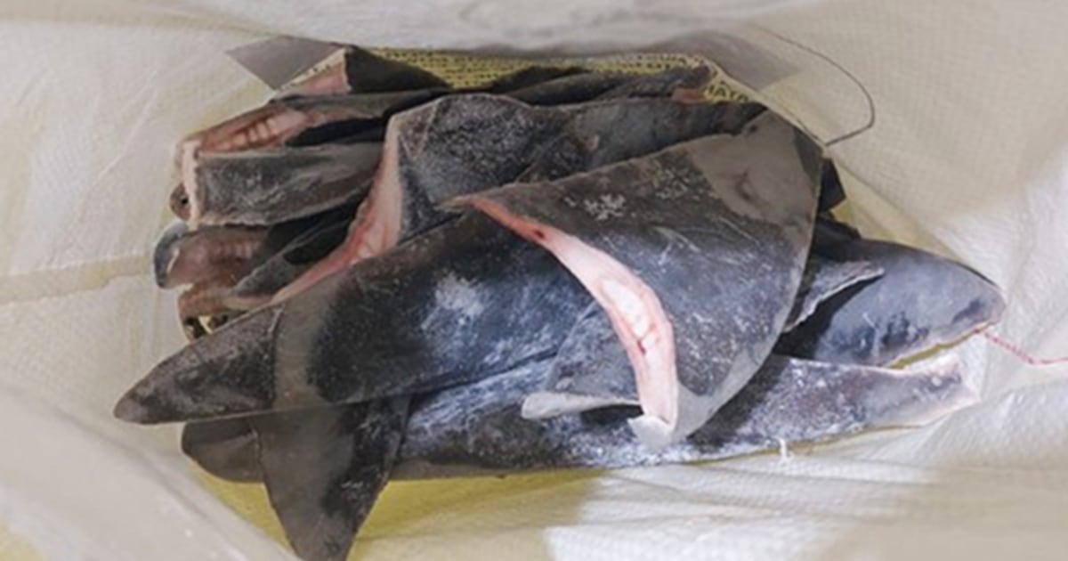 Brazil seizes world’s biggest illegal shark fin consignment
