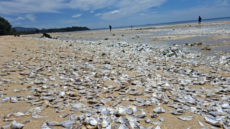 Thousands of dead fish have washed up on a Thai beach. Experts say climate change may be to blame | CNN