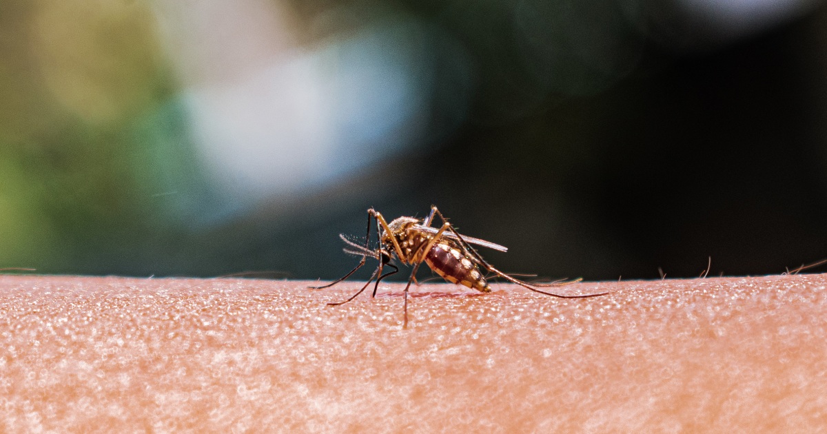 CDC issues alert after cases of malaria were acquired locally in Texas and Florida