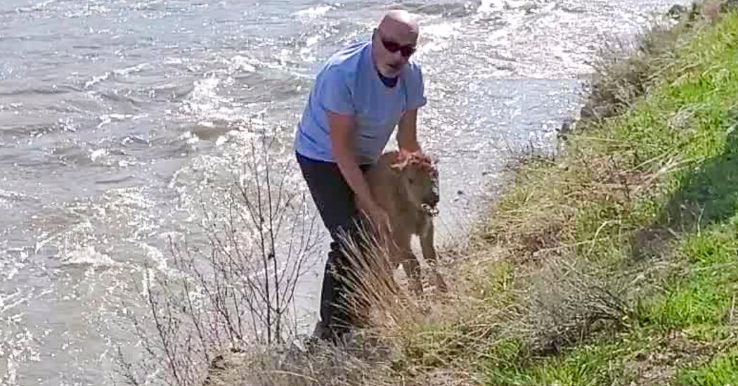 Man Pleads Guilty to Moving Bison Calf, Calling It an ‘Act of Compassion’