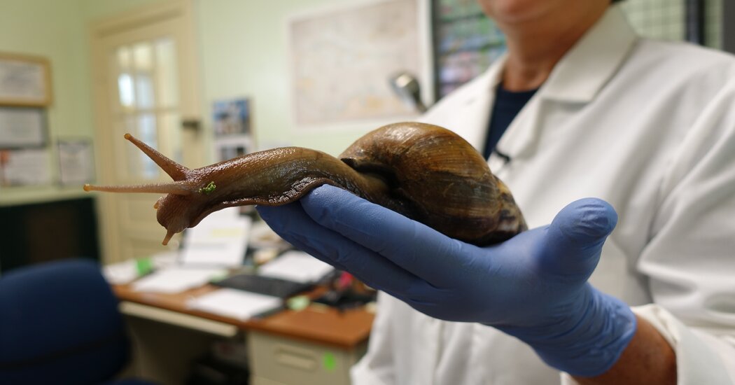 The Invasive Giant African Land Snail Has Been Spotted in Florida