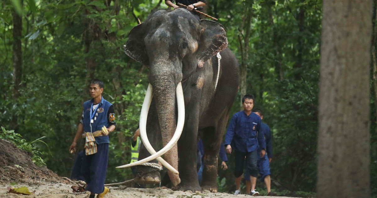 Ailing Thai elephant returns home for medical care after allegations of abuse in Sri Lanka
