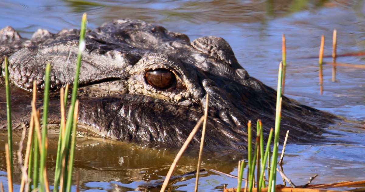 South Carolina woman dies after alligator attack near golf course lagoon