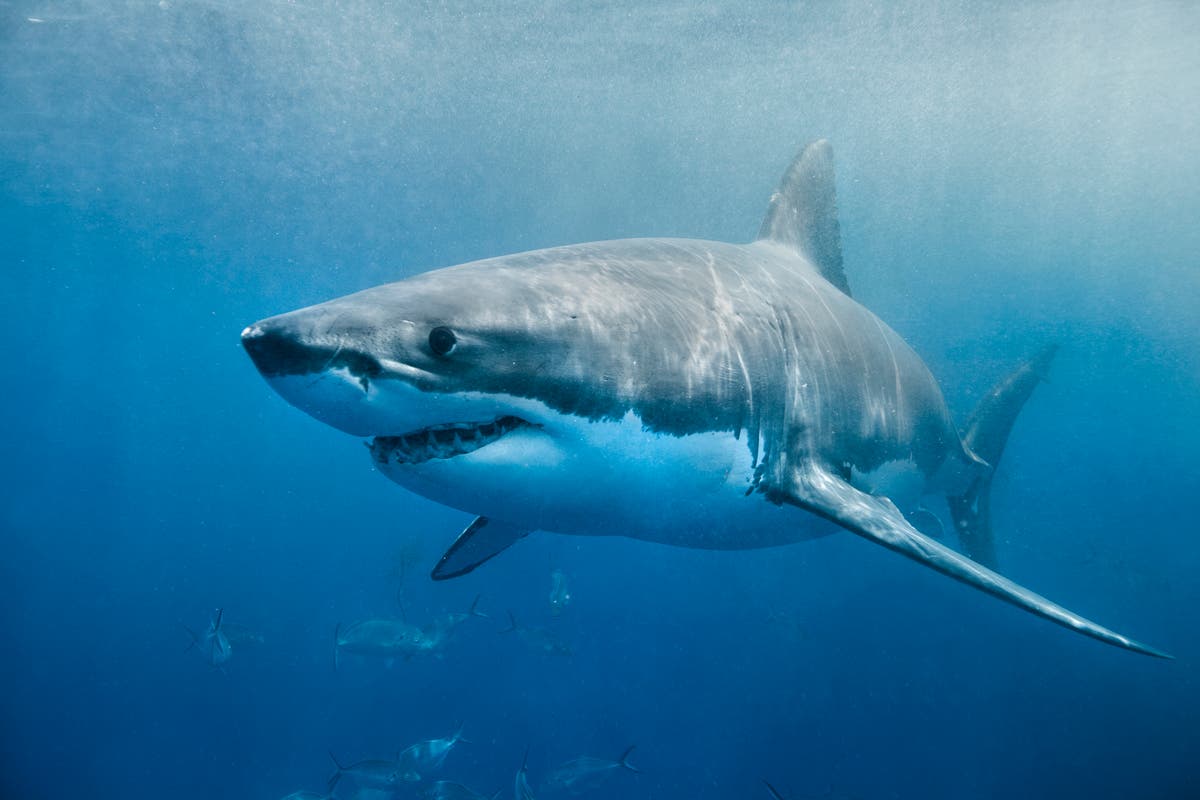 Great white sharks are heading to Cornwall, hunting researchers say