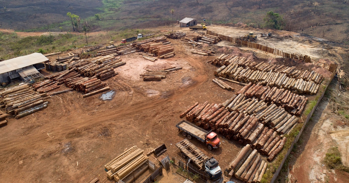 Deforestation in the Amazon has dropped 34%, reversing trend under Bolsonaro