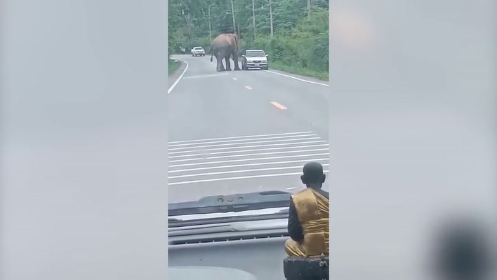 Wild elephants stops passing cars to search for food