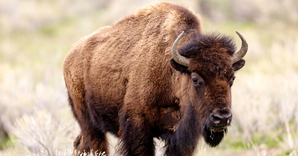 Bison gores woman at Yellowstone National Park