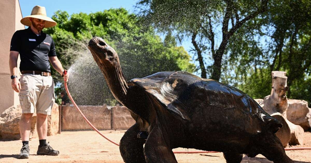 Blood-sicles and misters: Zookeepers look to keep animals cool in oppressive heat