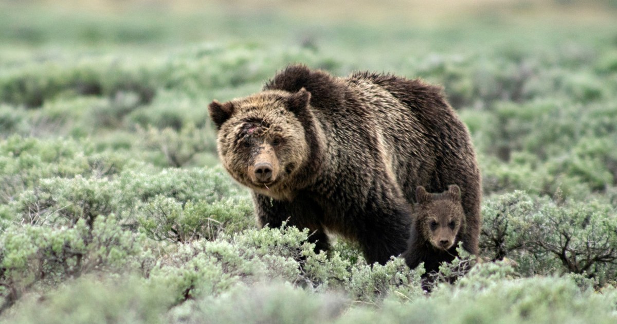 Woman found dead after grizzly bear encounter near Yellowstone National Park