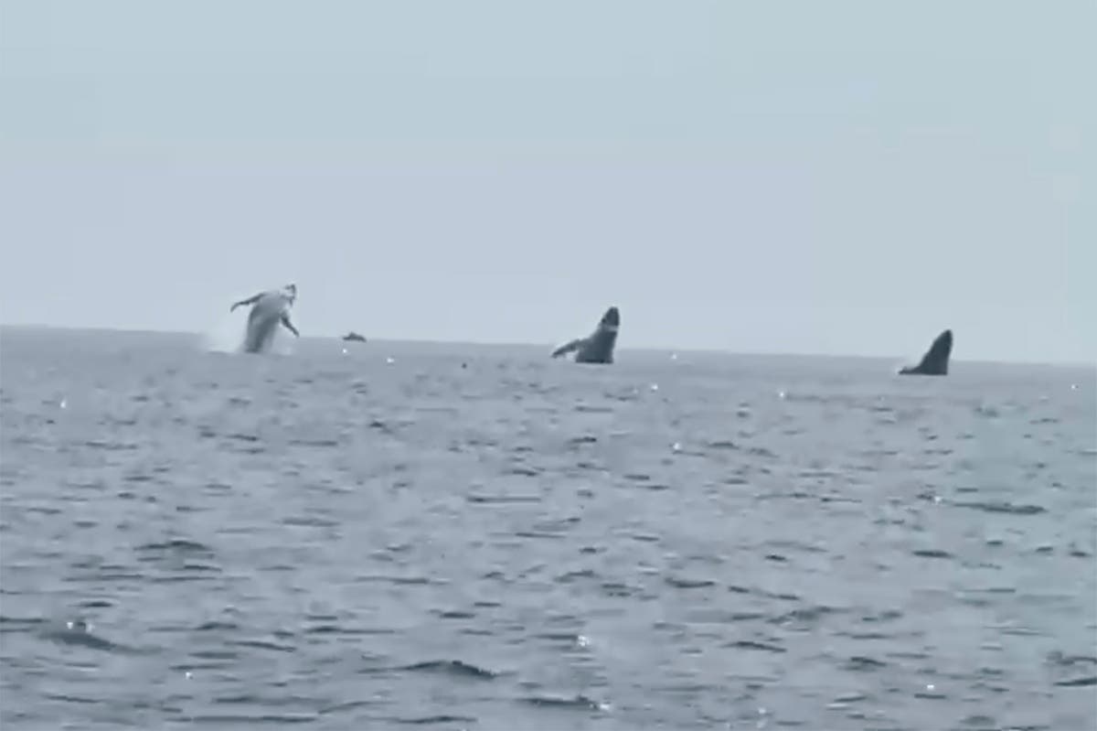 'Whale ballet': Video shows 3 humpbacks jump in unison, a birthday surprise for man and daughters