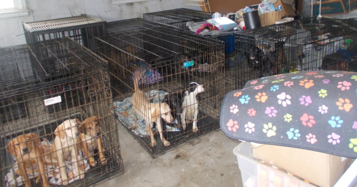 30 dead dogs, 90 alive but in inhumane conditions found at Ohio animal rescue