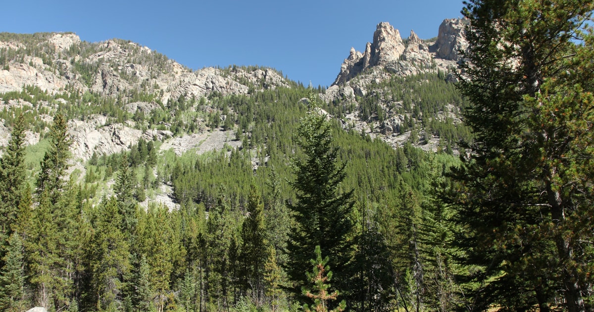 Authorities search for bear who killed runner near Yellowstone National Park