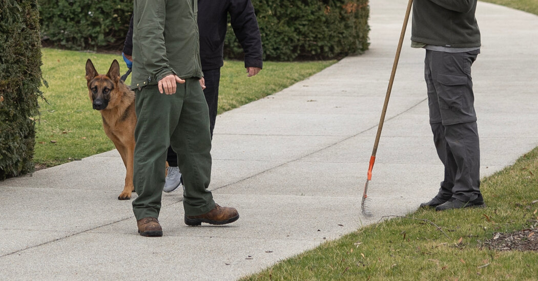 Bidens’ Dog Has Bitten Several Secret Service Agents, Emails Show