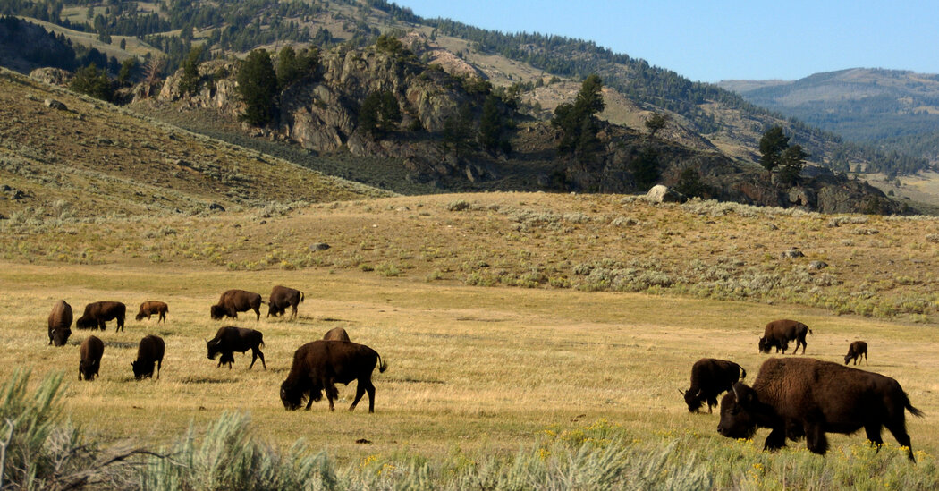 Bison Gores Phoenix Woman at Yellowstone National Park