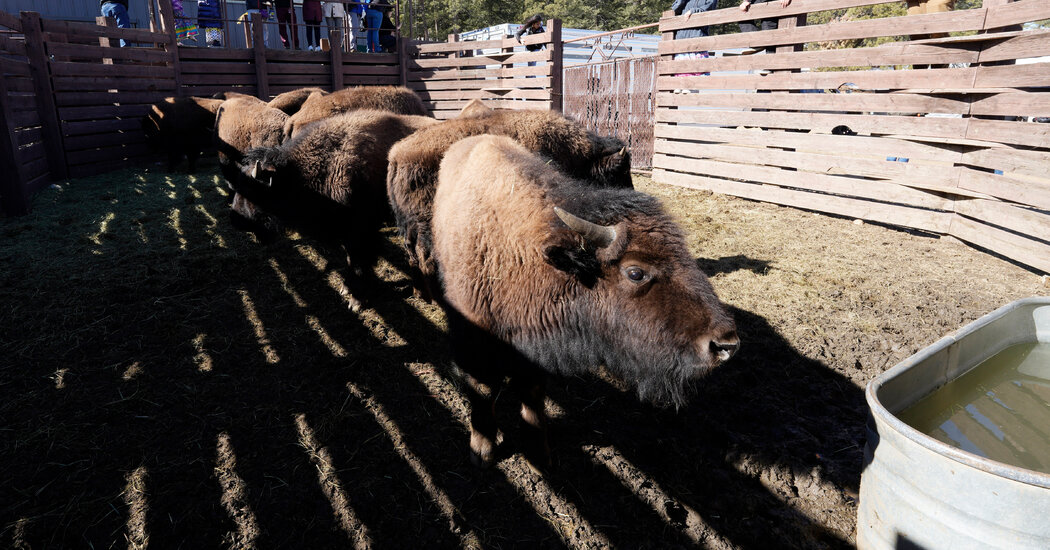Bison Return to Native American Lands, Revitalizing Sacred Rituals