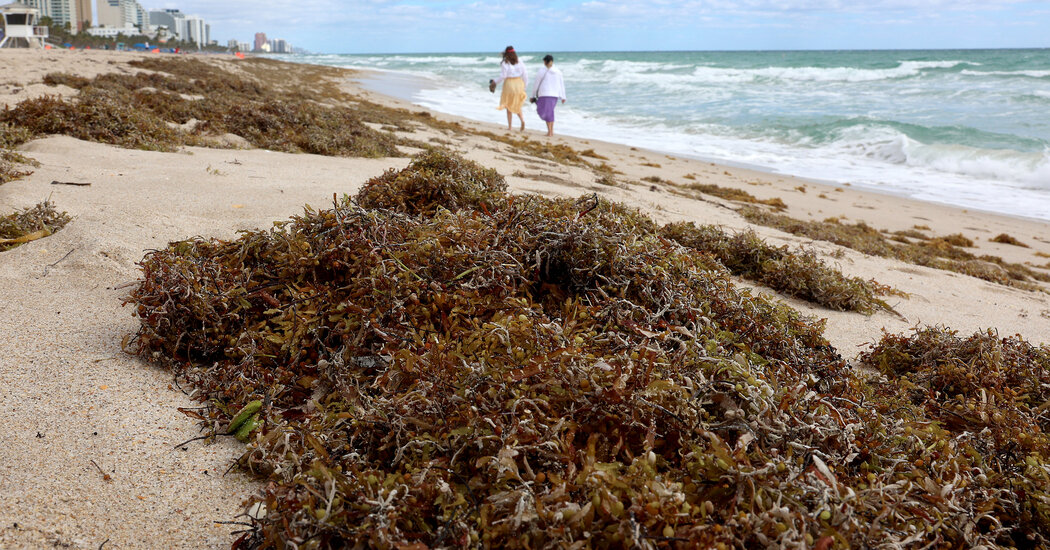 Good News, Florida. The Giant Seaweed Blob Has Shrunk.